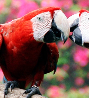 Parrot Studies and Behaviour - Diploma