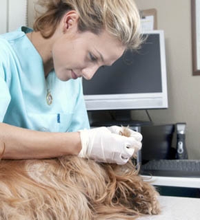 Pet Care and Veterinary Practice Assistant Qualification Level 4 (Part 2)