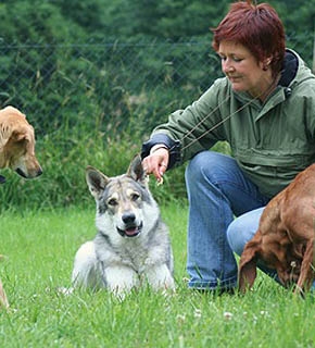 Advanced Diploma Applied Animal Behaviour (Canine) Level 5 - CPD