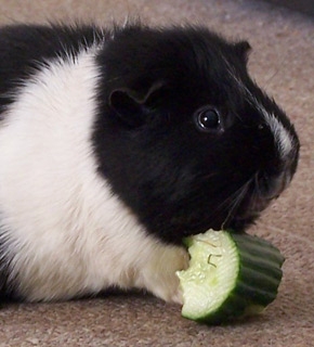 Guinea Pig - Certificate