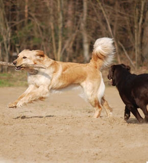 Canine Studies - Diploma