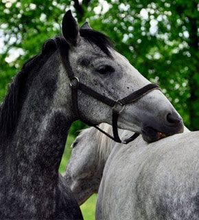 Equine Behaviour and Psychology - Diploma