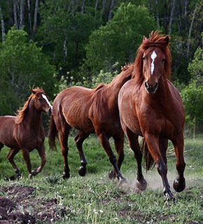 Equine Studies - Diploma