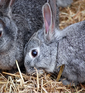 First Aid for Small Mammals - Certificate