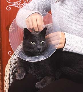 Feline First Aid - Certificate