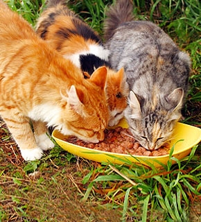 Feline Care and Nutrition - Diploma