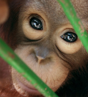 Primate Conservation (Asian primates) - Diploma