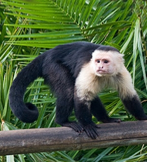 Primate Conservation (New World monkeys) - Diploma