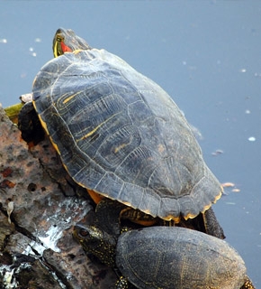 Reptile Care and First Aid - Certificate