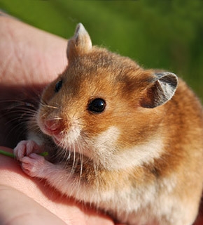 Small Mammal Care - Diploma