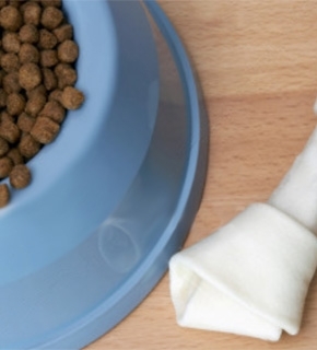 Canine Nutrition for Veterinary Nurses