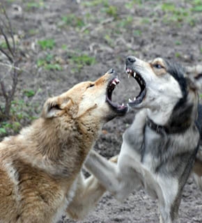 Canine Aggression - Diploma - CPD