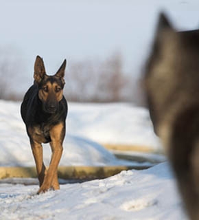 Canine Communication - Diploma - CPD