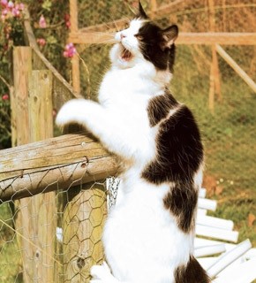 Advanced Diploma Applied Animal Behaviour (Feline) Level 5 CPD