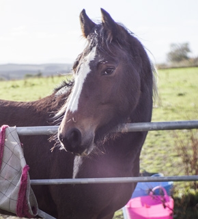 Equine Care and Welfare - Certificate