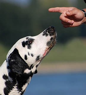 How Dogs Learn - Certificate