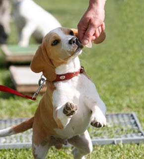 Puppy Training - Certificate