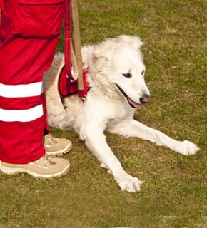 Search and Rescue Dog Handler Canine Studies Stage 1