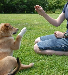 Foundations of Canine Behaviour Management - Diploma - CPD